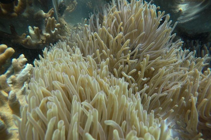 Cham Island Sea Trek and Snorkeling by Speedboat