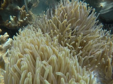 Beautiful Coral