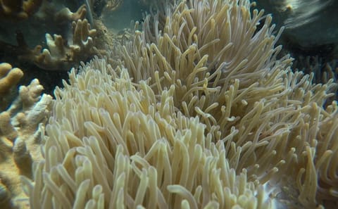 Snorkeling and Sea Trekking Adventure at Cham Island, Da Nang