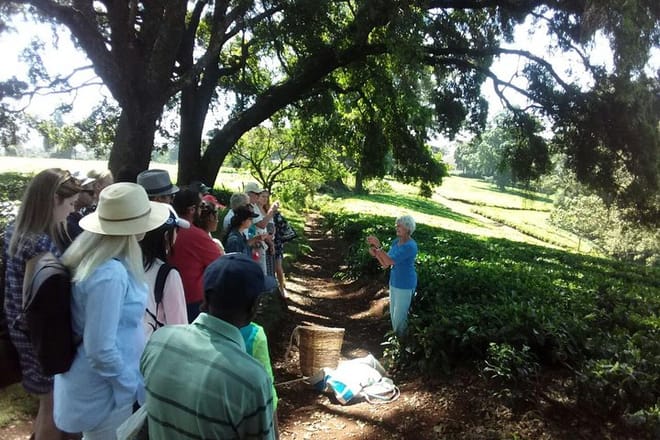 Kiambethu tea farm