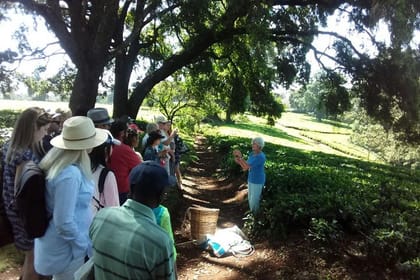 NAIROBI DAY TOUR TO KIAMBETHU TEA FARM IN LIMURU