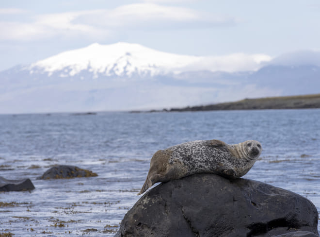 Seal drying of at one of our secret stops on Snæfellsnes peninsula