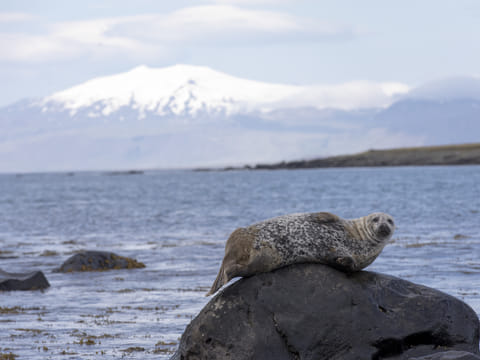 Seal drying of at one of our secret stops on Snæfellsnes peninsula