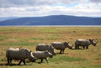 Lake Nakuru Rhinos