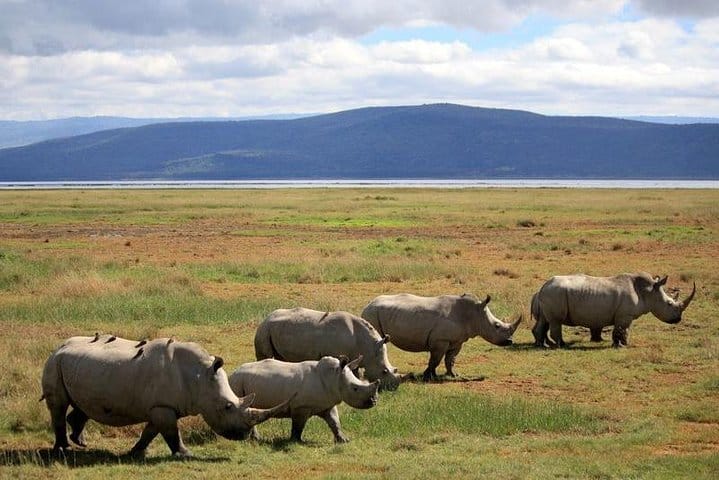 Lake Nakuru Rhinos