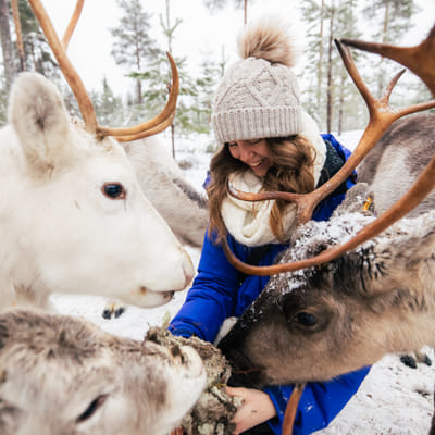 Ferme de Rennes Taava – Rennes et Traditions de Laponie Toute l’Année