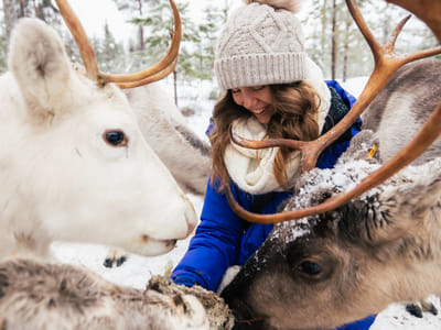 Taava Reindeer Farm – Reindeer & Lapland Traditions Year-Round