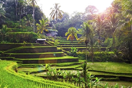 Rice Terraces Sacred Temples and Waterfall Tour from Ubud