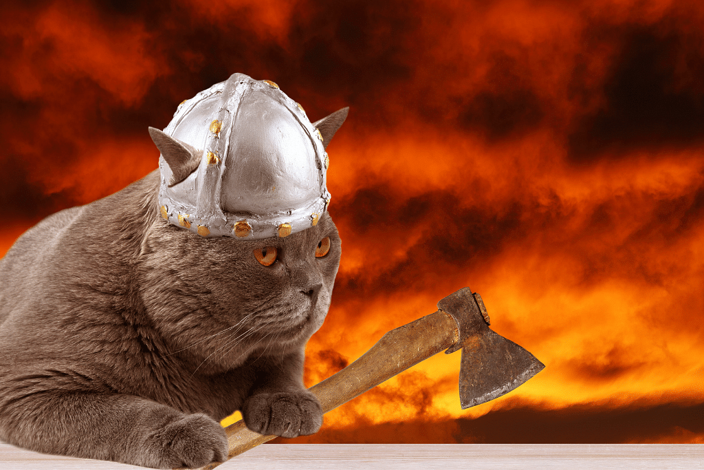 An Icelandic Viking Cat