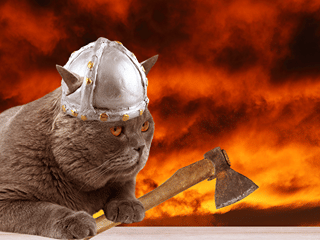 An Icelandic Viking Cat