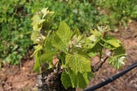 The wine fields