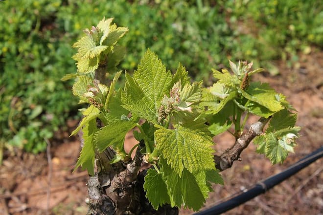 The wine fields