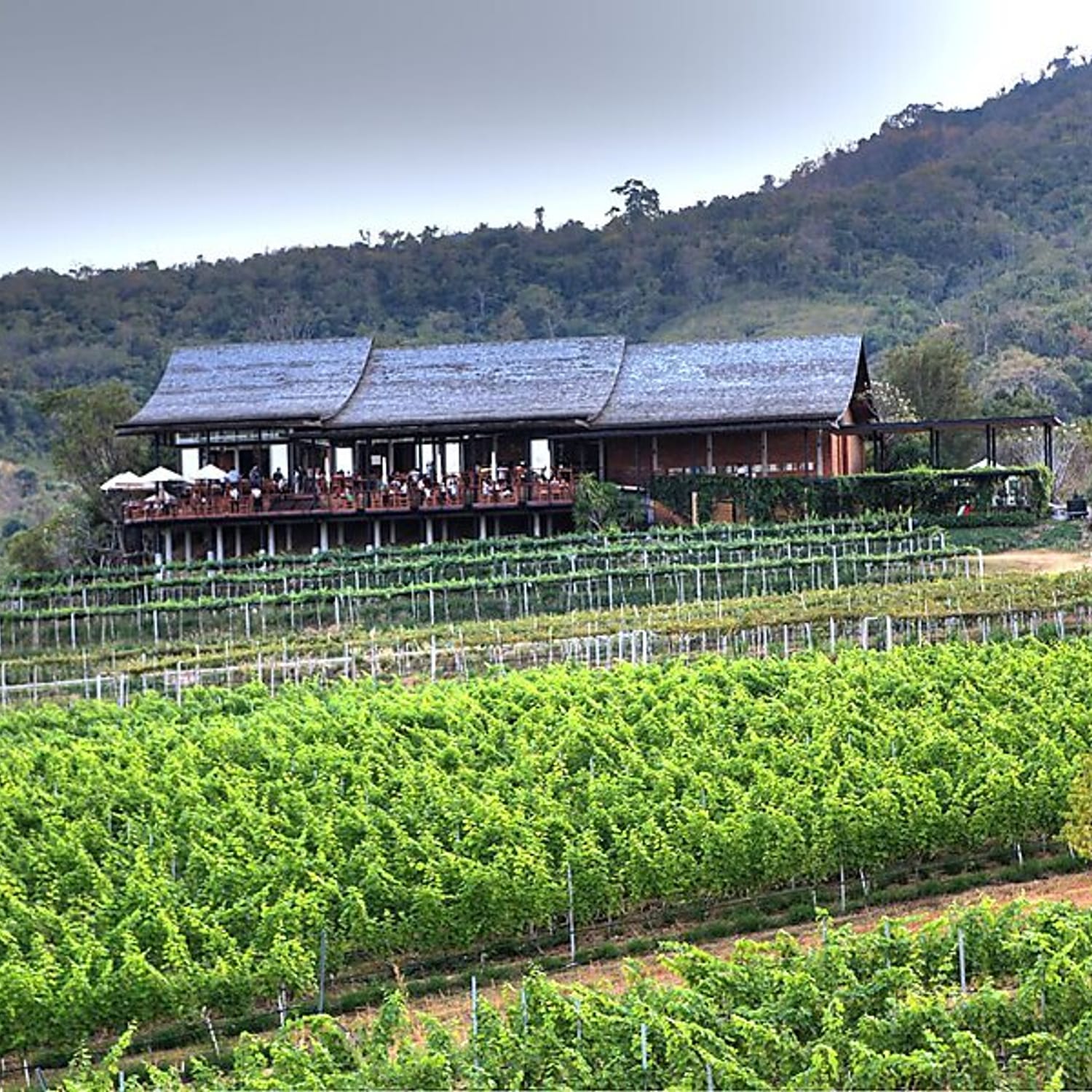 hua-hin-monsoon-valley-vineyards-tour