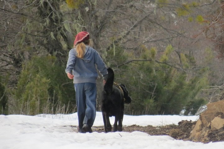 Traveler and the tour dog walking through the snow-covered lenga forest near San Martín de los Andes