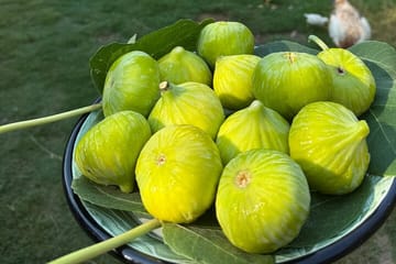 Turkish Cooking Experience in Etrim Village, Bodrum