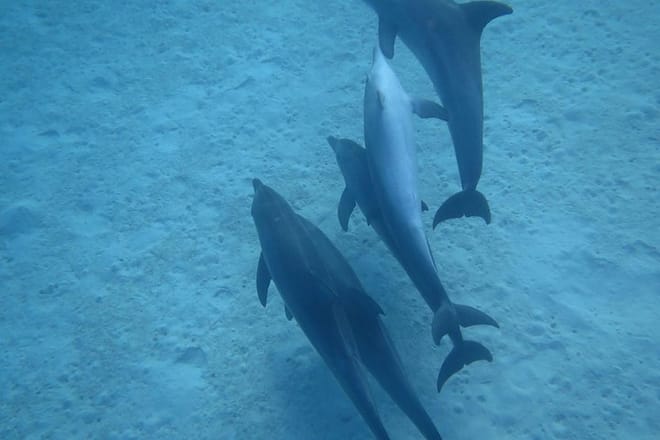 Dolphins house Snorkeling Trip By a Private Speed Boat - El Gouna