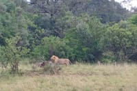 Private Nairobi Park Tour & Sheldrick or Giraffe-Free WI FI 8