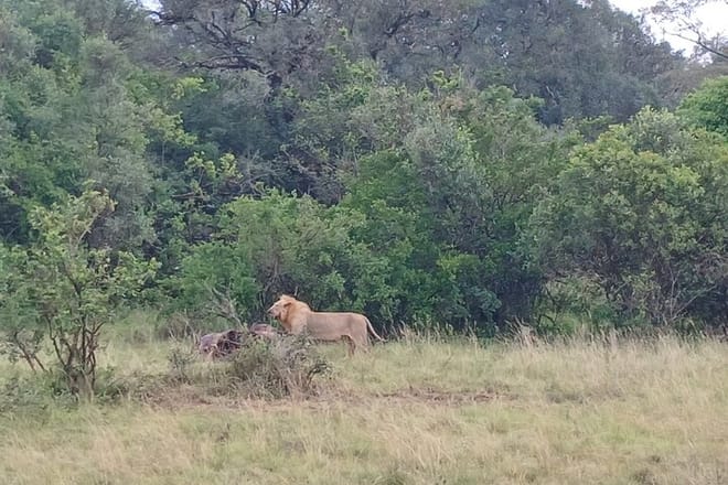 Private Nairobi Park Tour & Sheldrick or Giraffe-Free WI FI 8