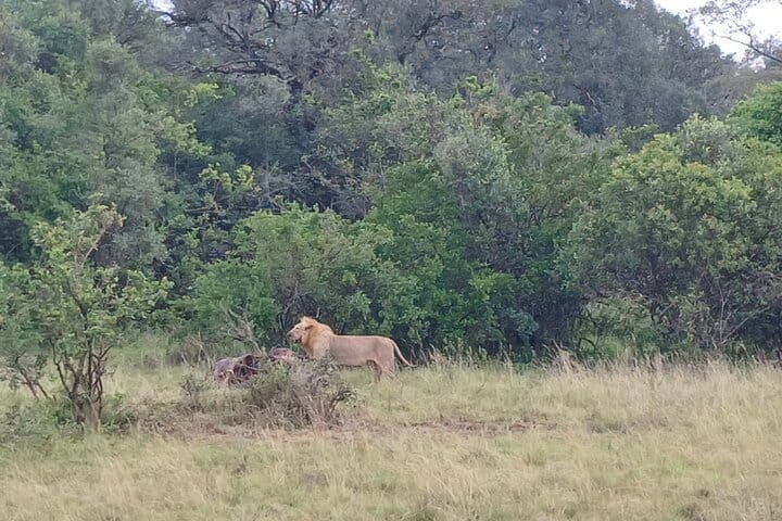 Private Nairobi Park Tour & Sheldrick or Giraffe-Free WI FI 8