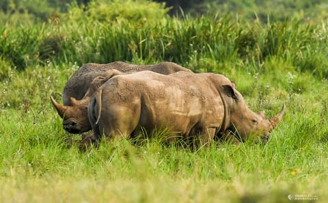 Sunrise Safari Adventure in Nairobi National Park