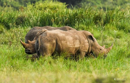 Sunrise Safari Adventure in Nairobi National Park