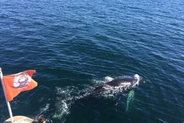 Whale Watching Tour and Whales of Iceland Exhibition in Reykjavik