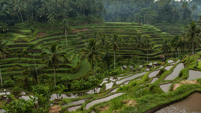 Ubud Scenic Tour with Jungle Swing 7