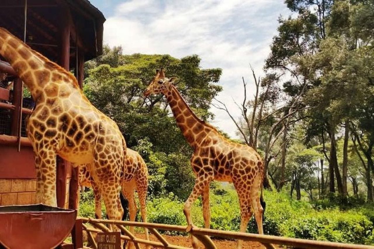 Day tour to Giraffe center elephant trust and Nairobi safari walk 6