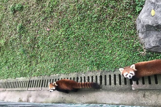 Private Family Day Tour in Guangzhou to Grandview Aquarium and Guangzhou Zoo photo 6