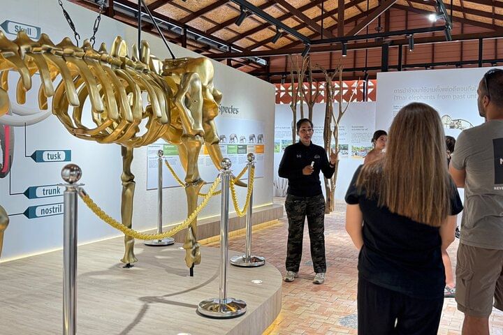 Koh Samui Elephant Home Sanctuary and the first Elephant Museum