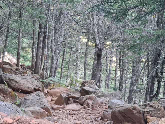 Private Hiking with transfer |  Bosque de Pinsapos "Sierra Bermeja" photo 4