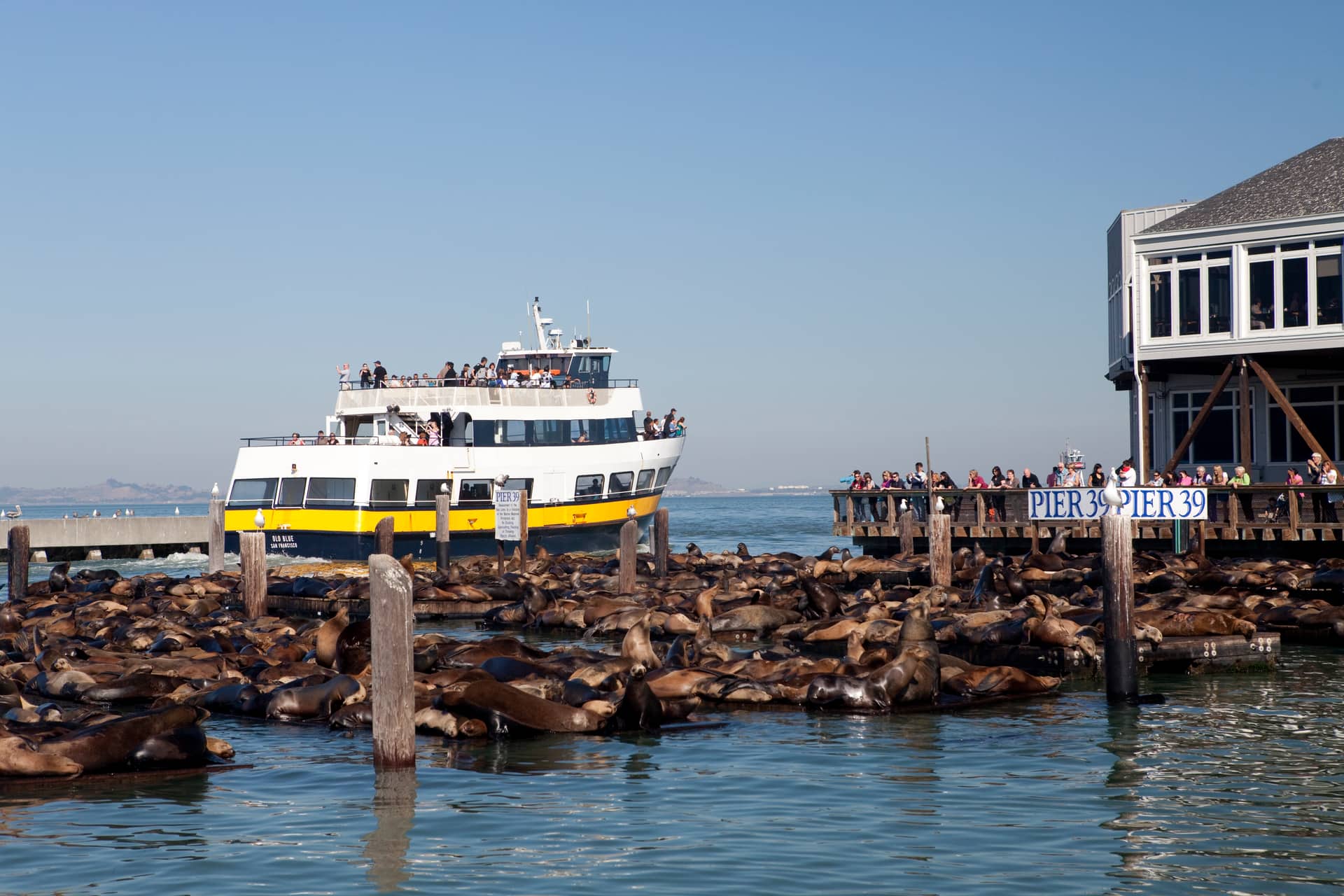 SAN FRANCISCO - BUS AND BIKE ADVENTURE (1-DAY HOP-ON HOP-OFF TOUR + 3 HOURS BIKE RENTAL)
