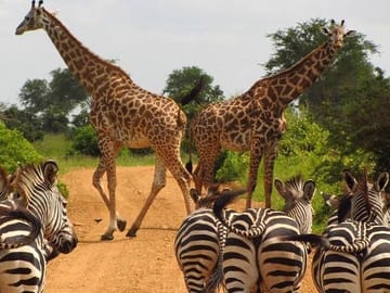Half Day Nairobi National Park Tour From Nairobi|