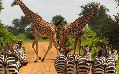 Nairobi National Park Half-Day Wildlife Tour from Nairobi