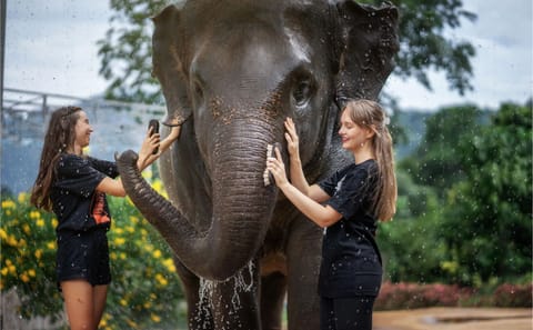 Elephant Feeding and Shower Experience in Phuket