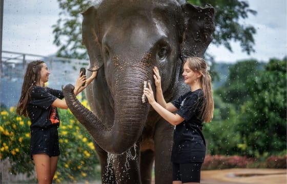 Phuket: Feed & Shower Experience