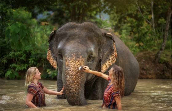 Phuket: Elephant Care Half Day Experience