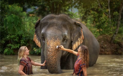 Half-Day Elephant Care Experience in Kathu, Phuket