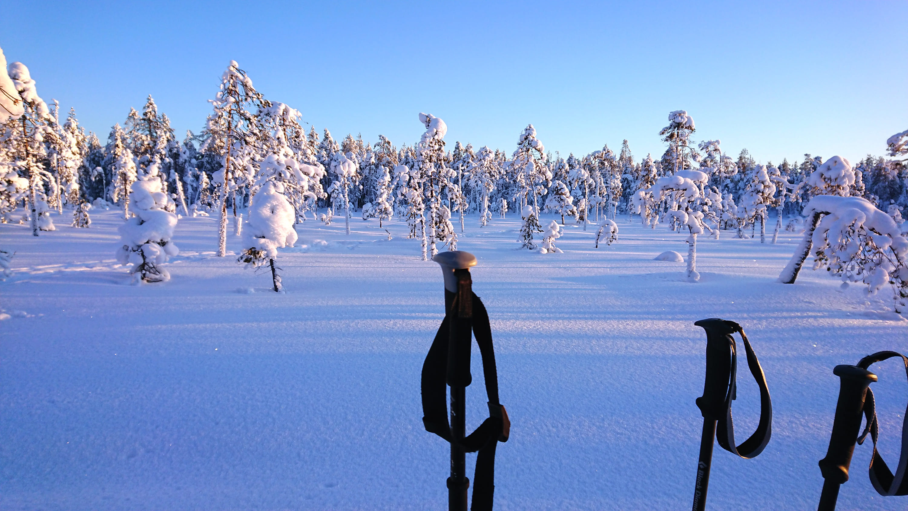 Rovaniemi winter forest