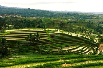 Nungnung Waterfall and Jatiluwih UNESCO Tour in Tabanan