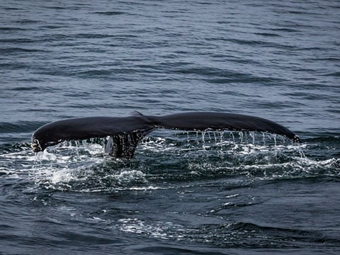 Whale Watching & Lava Show, photo 6
