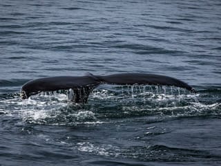 Whale Watching & Lava Show, photo 6