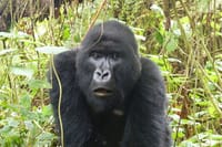 Gorilla chimpanzee