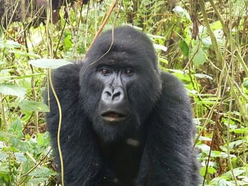 6-Day Gorilla and Chimpanzee Safari in Rwanda