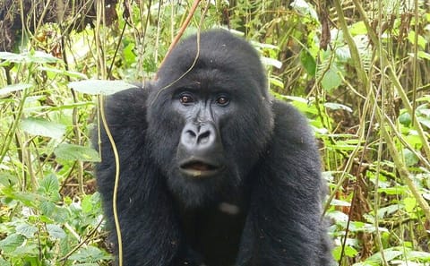 6-Day Gorilla and Chimpanzee Safari in Rwanda