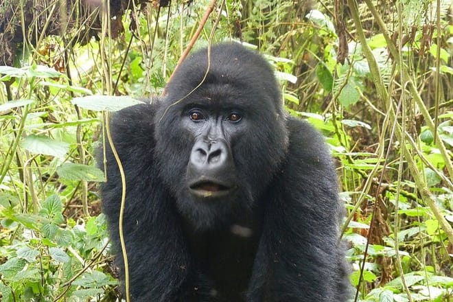 Gorilla chimpanzee