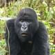 Gorilla chimpanzee