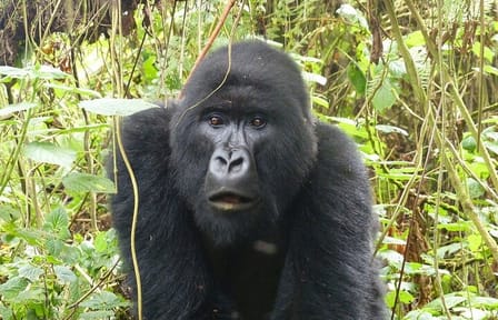 6-Day Gorilla and Chimpanzee Safari in Rwanda