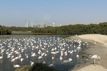 Private Morning Desert Safari with Camel Ride Falcon Photos