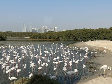 Flamingos Bird Watching